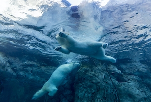 Белый полярный медведь плавает в зоопарке, кадр под водой 