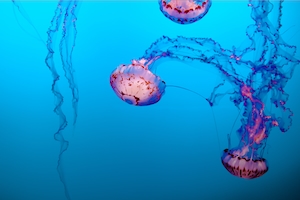 Цветные медузы с щупальцами в океане, крупный план 