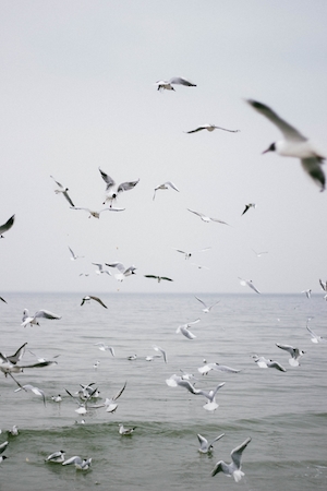 чайки в воздухе над морем 