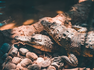 два крокодила лежат на камне у воды 