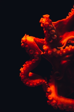 щупальца осьминога в красном свете на черном фоне 
