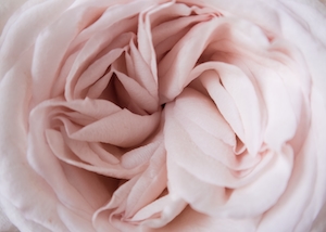 Сочный крупный план осенних розовых роз 