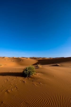 Сахара, песчаная дюна, пески в пустыне, пейзаж в пустыне, дерево в пустыне 