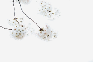 Цветущие ветки дерева сакура на белом фоне, крупный план 