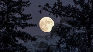 полная луна на небе в окружении верхушек деревьев ночью 