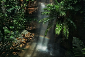 туманный тропический лес изнутри, зеленый лес изнутри, стволы деревьев, мох, водопад в лесу, радуга, дневной свет 