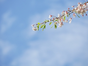 Цветущие ветки дерева сакура, крупный план 