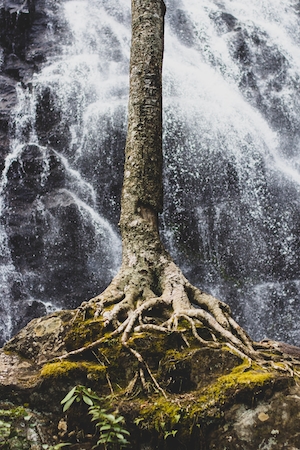 корни высокого дерева на фоне водопада 