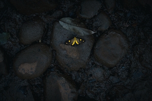 Эта желтая бабочка на черных камнях 