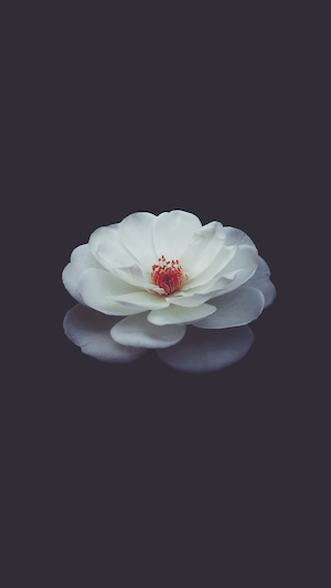 Белая роза на черном фоне, крупный план 