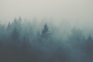 туманный еловый лес, елки в тумане 