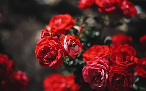 Красные кустовые розы, красные розы на кустах 