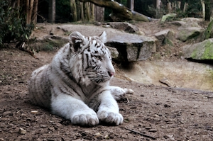 белый тигр лежит на земле 
