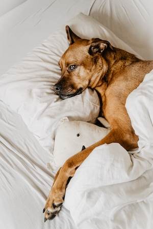 коричневая собака в белой постели 