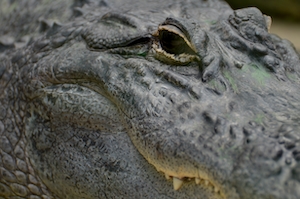 голова крокодила, крупный план 