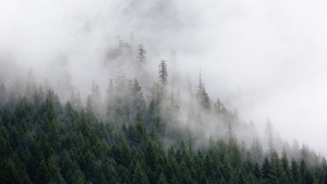 фото хвойного леса с высоты, низкие облака 