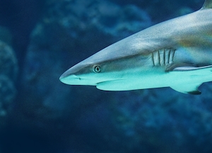Крупный план серой рифовой акулы, проплывающей мимо в аквариуме Кэрнса.