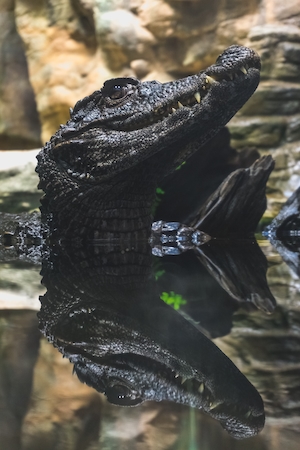 черный крокодил в воде 