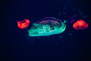 люминесцентные медузы в океанариуме, яркие медузы 