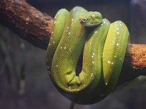 Симпатичная змея, лежащая на дереве, замечена в зоопарке Бургерс в Нидерландах.