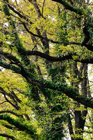 Диагональные ветви зеленого леса, зеленый лес изнутри 