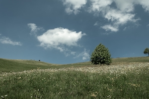 дерево на летней поляне, луг под голубым дневным небом 
