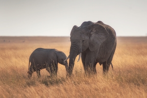 Мать и слонята