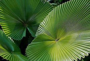 Листья веерной пальмы Licuala cordata в оранжерее ботанического сада, веерные зеленые листья, крупный план 