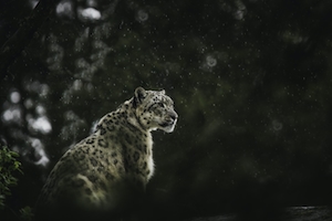 Леопард под дождем