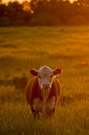корова на закате смотрит в кадр 