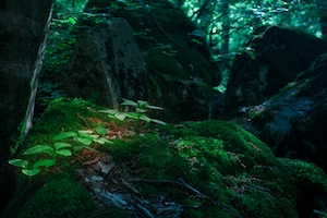 крупный план небольших зеленых растений в лесу на замшелом камне 