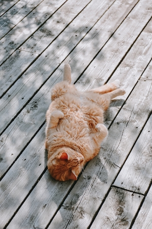 рыжий кот лежит на спине на деревянном полу 
