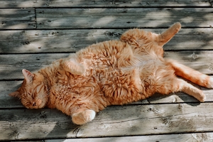 рыжий кот лежит на спине на деревянном полу 