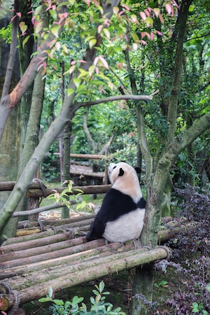 панда сидит на мостике 