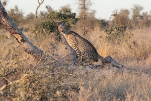 два гепарда преследуют добычу 