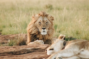 Самец льва смотрит в камеру