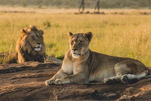 Самец и самка льва отдыхают