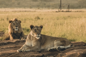 Самец и самка льва лежат рядом 