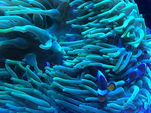 морской анемон с рыбками-анемонами, разноцветные кораллы под водой, красочный коралловый риф 