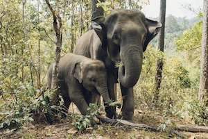 Слоны
