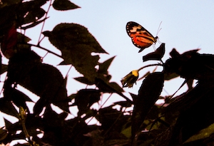 бабочка с яркими оранжевыми крыльями