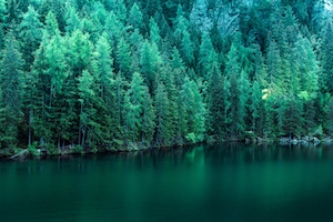 озеро у хвойного леса 