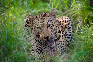  молодой самец леопарда поедет остатки своей зебры в траве, крупный план 