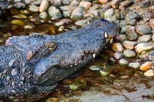 крокодил выходит из воды на наличный пляж, крупный план 