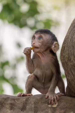 Маленькая обезьянка наслаждается перекусом