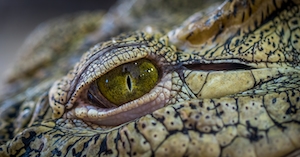глаз крокодила, крупный план