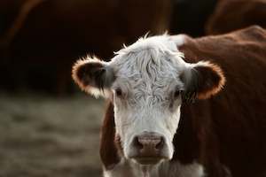 бело-коричневая корова смотрит в кадр, крупный план 