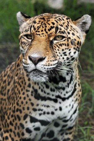 желтоглазый леопард, крупный план 