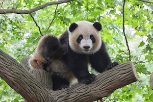 панда сидит на дереве, смотрит в кадр 