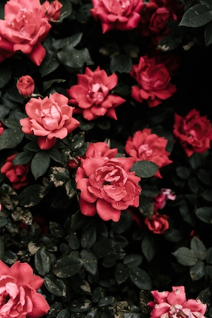 Розы в полном цвету. Красные кустовые розы, красные розы на кустах 